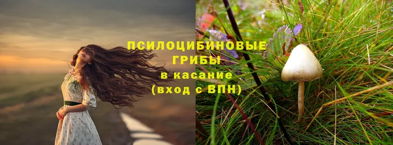 hydra ССЫЛКА  Новосиль  Галлюциногенные грибы Psilocybe  как найти наркотики 